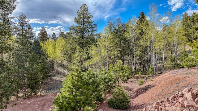 318 Southgate Rd, Florissant, CO 80816 - view of local wilderness