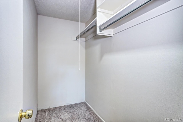 spacious closet featuring carpet