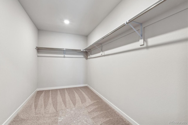 spacious closet featuring carpet