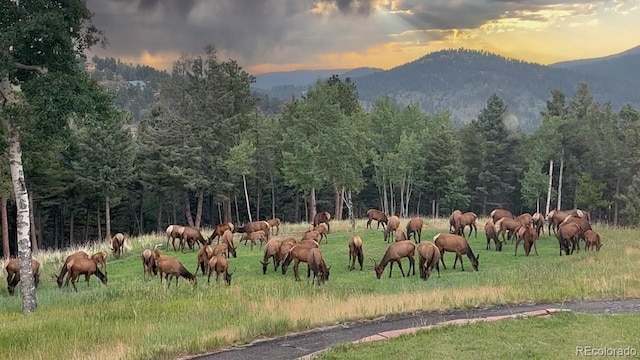 26271 Richmond Hill Rd, Conifer, CO 80433 - photo 36