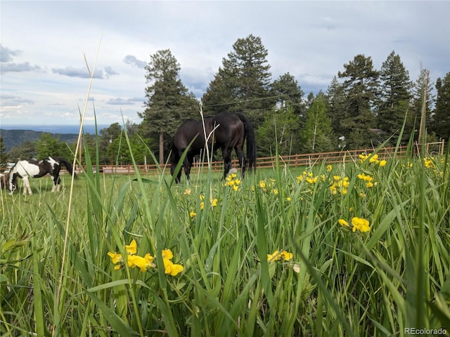 8537 S Doubleheader Hwy, Morrison, CO 80465 - view of yard