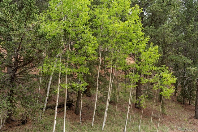 529 Grosbeak Cir, Divide, CO 80814 - photo 30