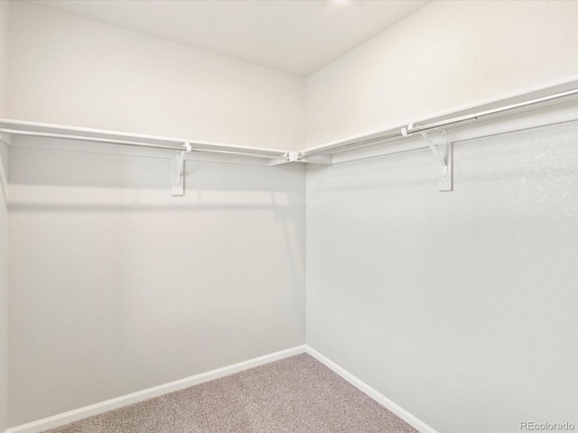 walk in closet featuring carpet