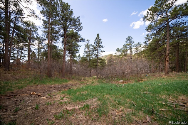 14546 Pine View Rd, Larkspur, CO 80118 - view of woods