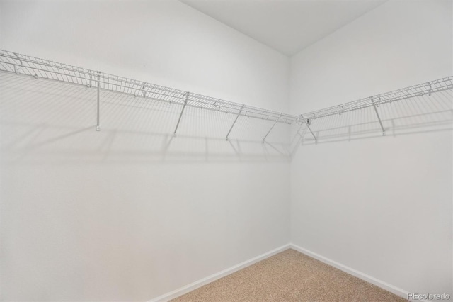 walk in closet with carpet flooring