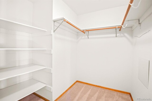 spacious closet featuring carpet