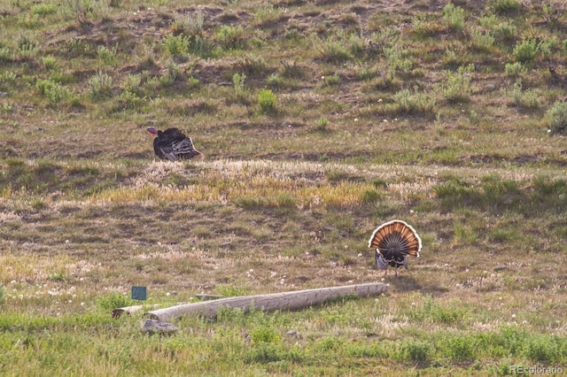 13010 Dry Gulch Rd, Paonia, CO 81428