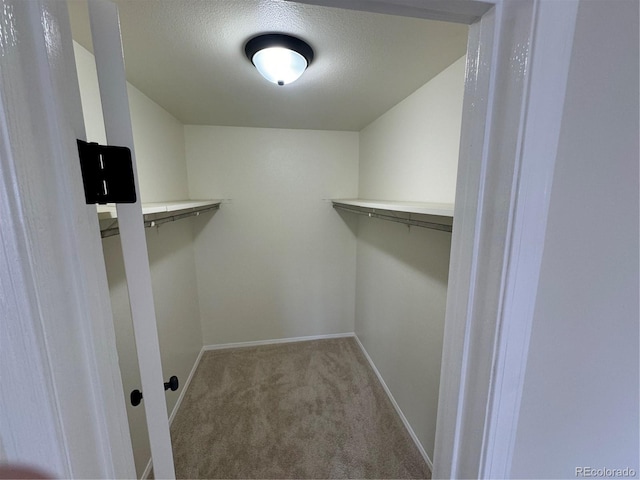 spacious closet featuring carpet