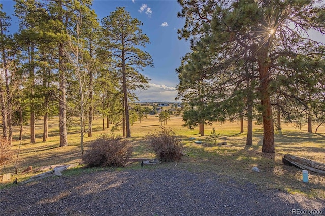 17675 State Highway 83, Colorado Springs, CO 80908 - view of yard