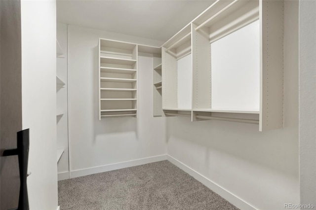 walk in closet featuring carpet floors