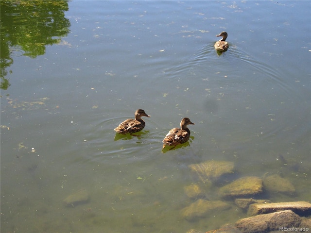 property view of water