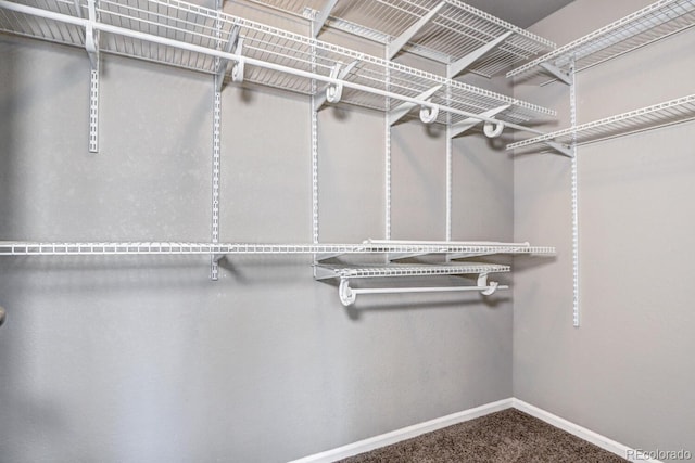 spacious closet with carpet flooring