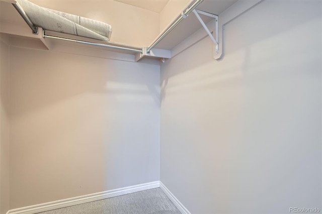 spacious closet featuring carpet floors