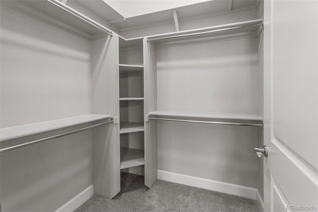 spacious closet featuring carpet flooring