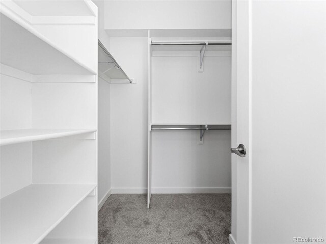 spacious closet featuring carpet