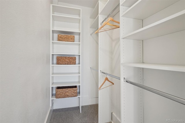 spacious closet featuring carpet flooring