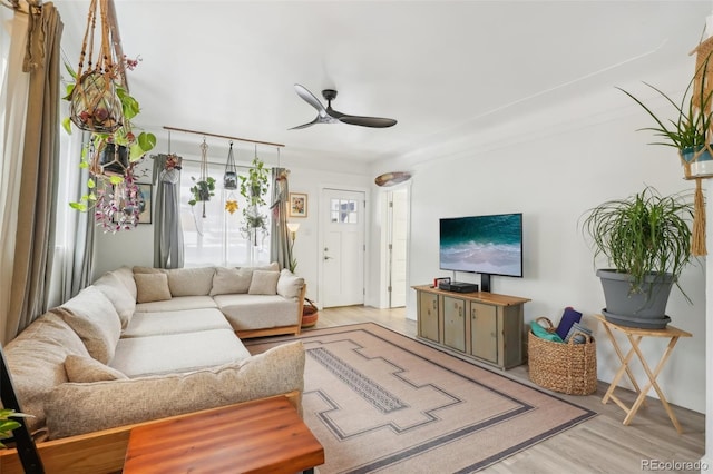 living room featuring ceiling fan and light hardwood / wood-style flooring