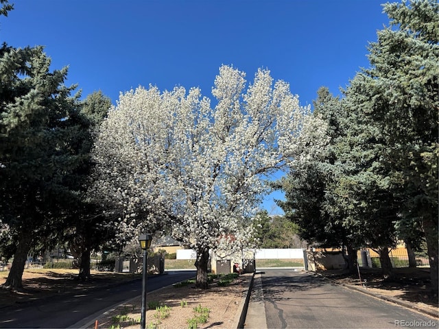 3103 Broadmoor Valley Rd Unit B, Colorado Springs, CO 80906 - view of street featuring curbs