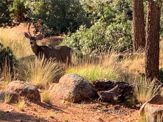 view of local wilderness