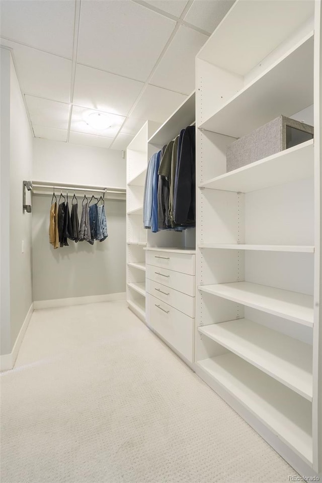 walk in closet featuring carpet and a drop ceiling