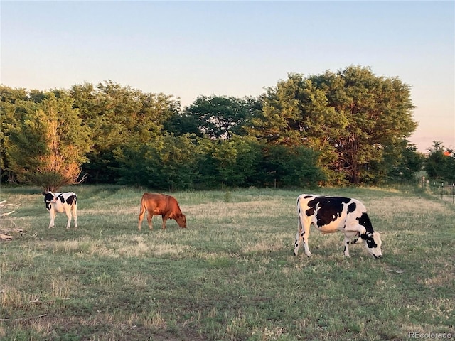 view of yard with a rural view