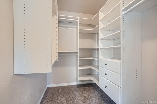 walk in closet with carpet flooring