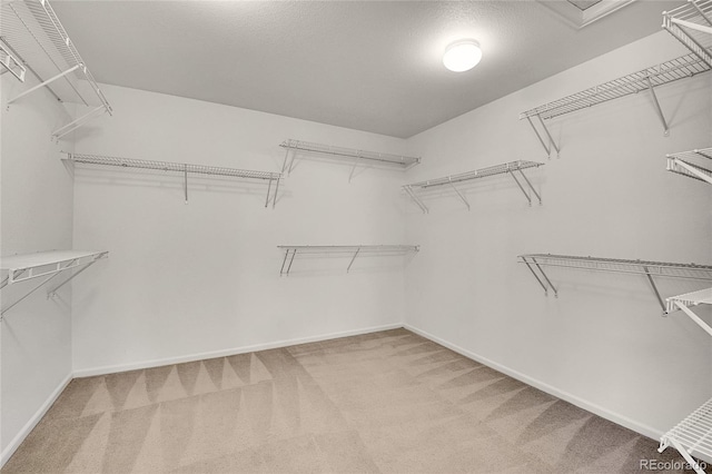 walk in closet with carpet flooring