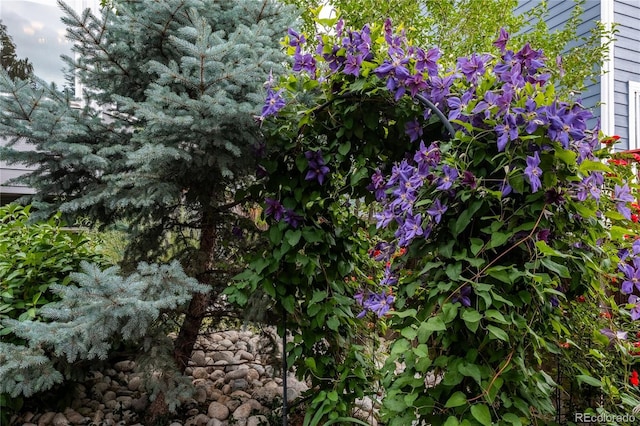 9758 Red Oakes Dr, Highlands Ranch, CO 80126 - view of nature