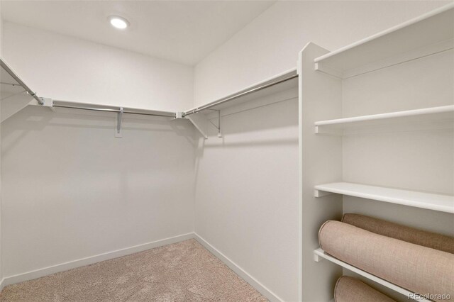 walk in closet featuring carpet flooring