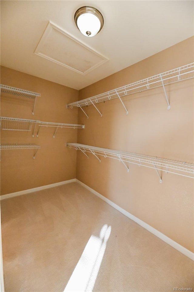 spacious closet featuring carpet flooring