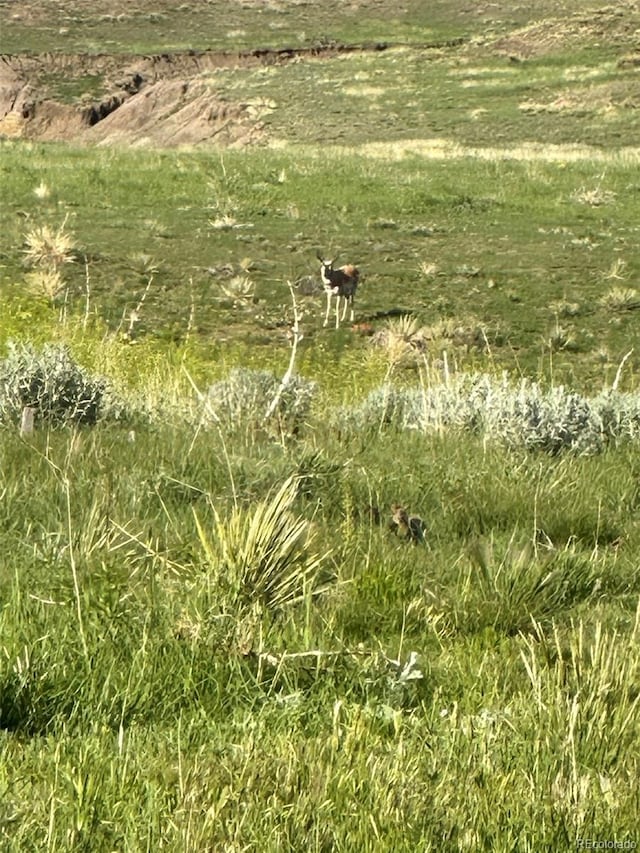 view of local wilderness