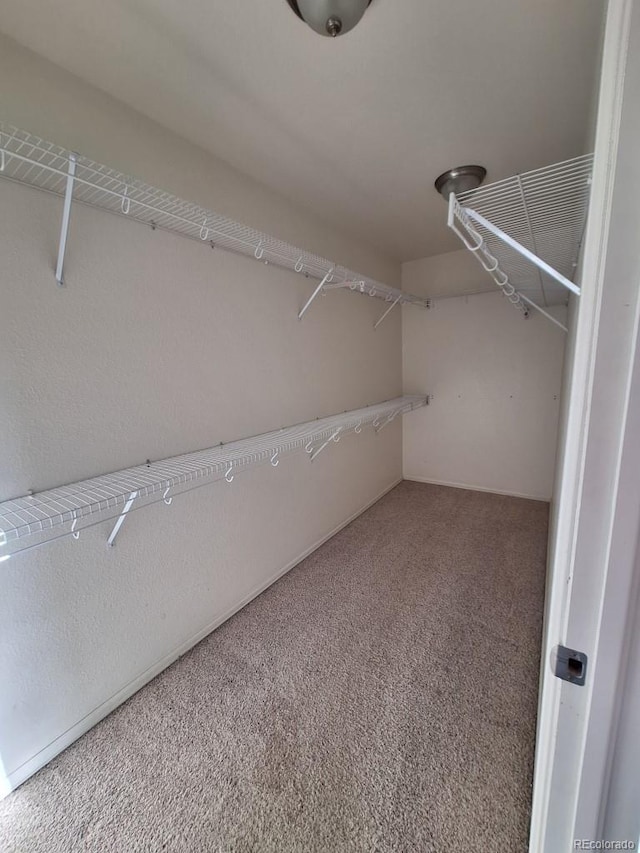 spacious closet featuring carpet flooring