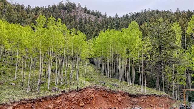 18766 State Highway 67, Divide, CO 80814 - view of tree filled area