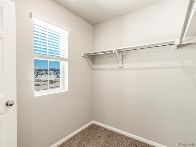 spacious closet featuring carpet