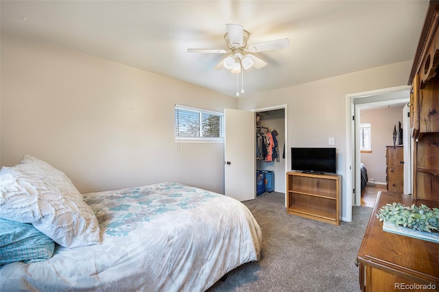 bedroom featuring carpet floors, ceiling fan, a walk in closet, and a closet