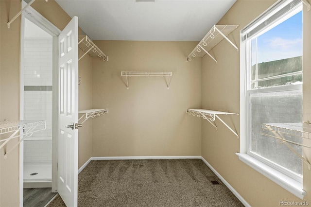 spacious closet featuring carpet floors