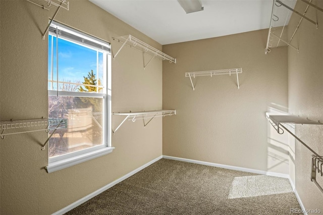 walk in closet featuring carpet