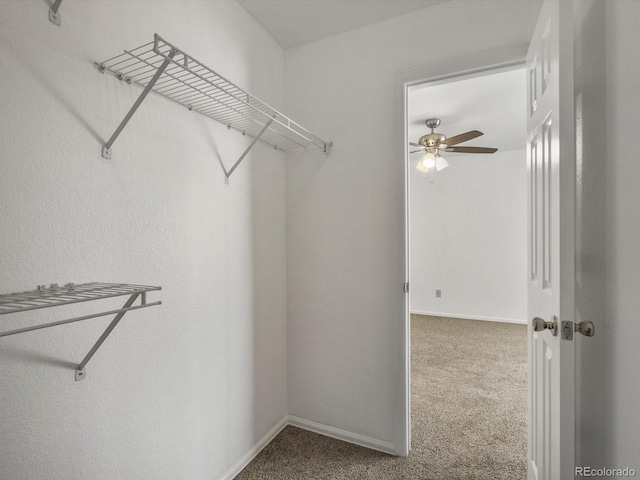 9024 Gale Blvd Unit 3, Thornton, CO 80260 - walk in closet featuring carpet floors and ceiling fan