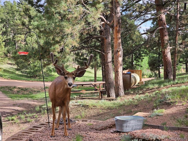 1563 Southpark Rd, Florissant, CO 80816 - view of yard
