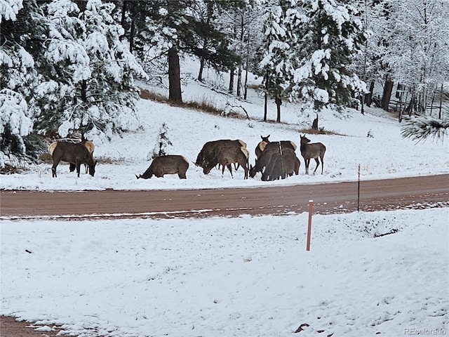 1563 Southpark Rd, Florissant, CO 80816 - view of property's community