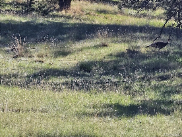 1563 Southpark Rd, Florissant, CO 80816 - view of undeveloped land