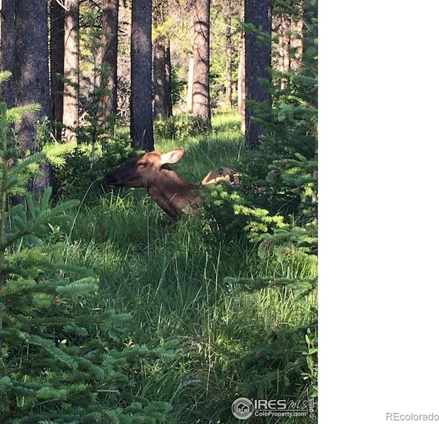 63 Sillasen Ln, Golden, CO 80403 - view of undeveloped land