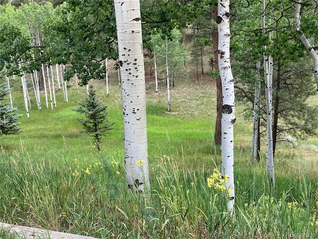 view of local wilderness