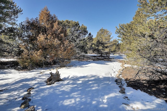 view of snowy yard