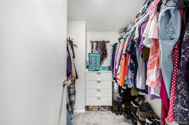 spacious closet featuring carpet flooring