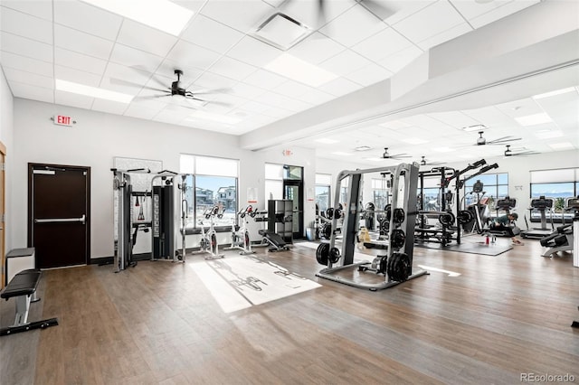 exercise room with a paneled ceiling, hardwood / wood-style flooring, and a wealth of natural light