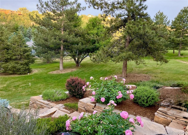 5904 Meadowbrook Dr, Morrison, CO 80465 - view of green lawn