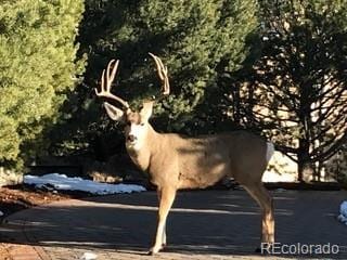 5904 Meadowbrook Dr, Morrison, CO 80465 - exterior view