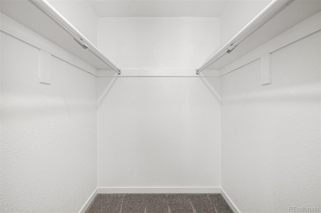 walk in closet featuring carpet floors