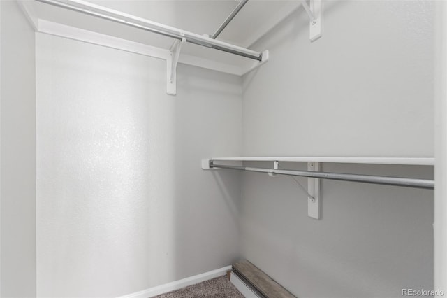 spacious closet featuring carpet flooring